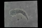 Devonian Lobed-Fin Fish (Osteolepis) - Scotland #98048-1